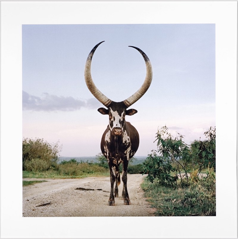 Ankole 9, Lake Mburo district, Nyabushozi, Western Region, Uganda, 2012